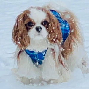 Meet your Posher, Asrith